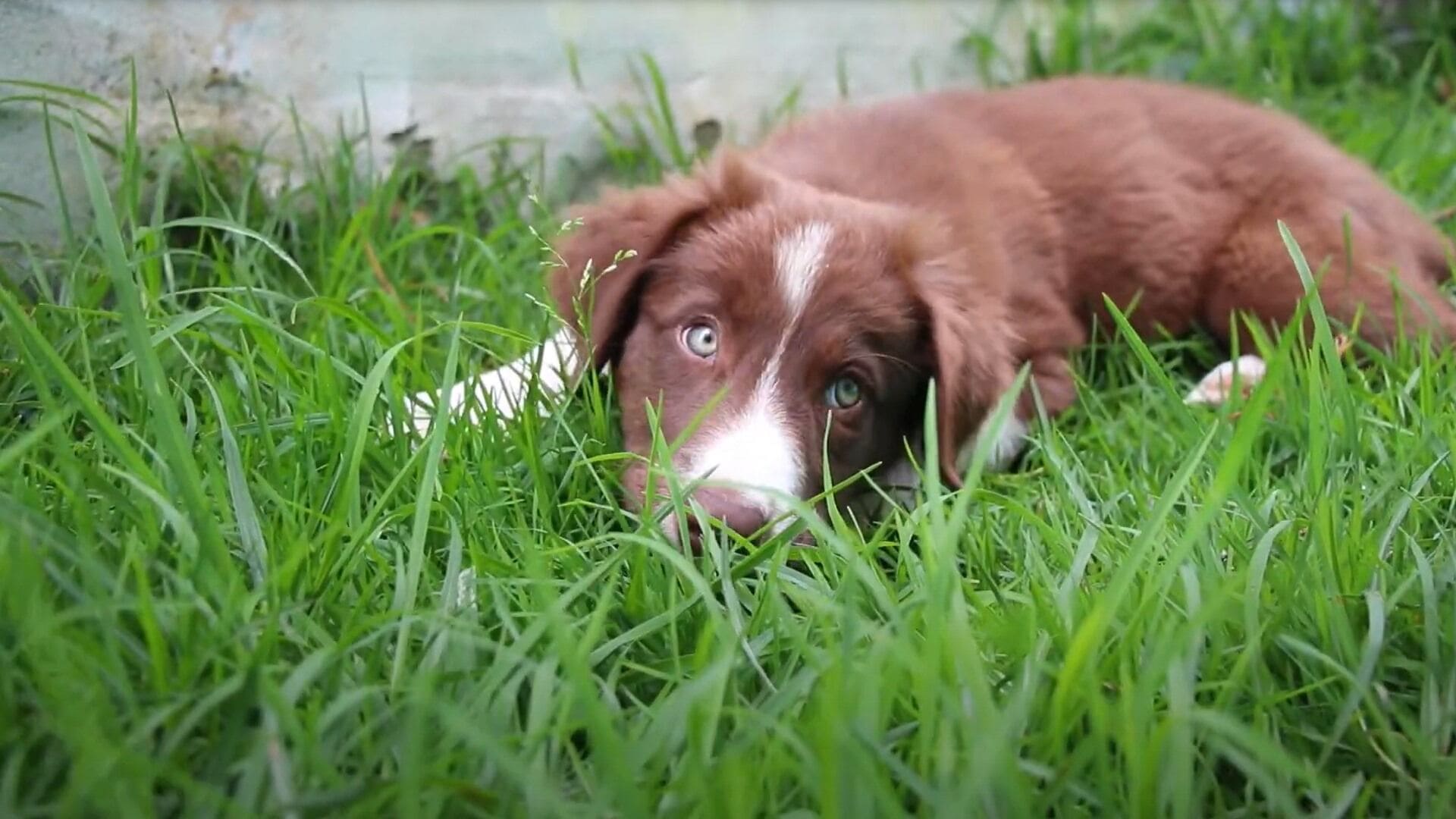 El ABC canino, enséñale a tu mascosa el lugar para ir al baño